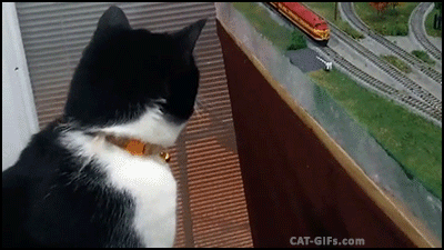 train cat attack